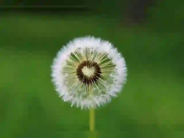 broken image